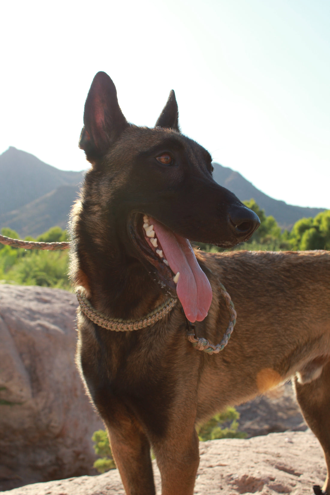 The best collar for Belgian Malinois