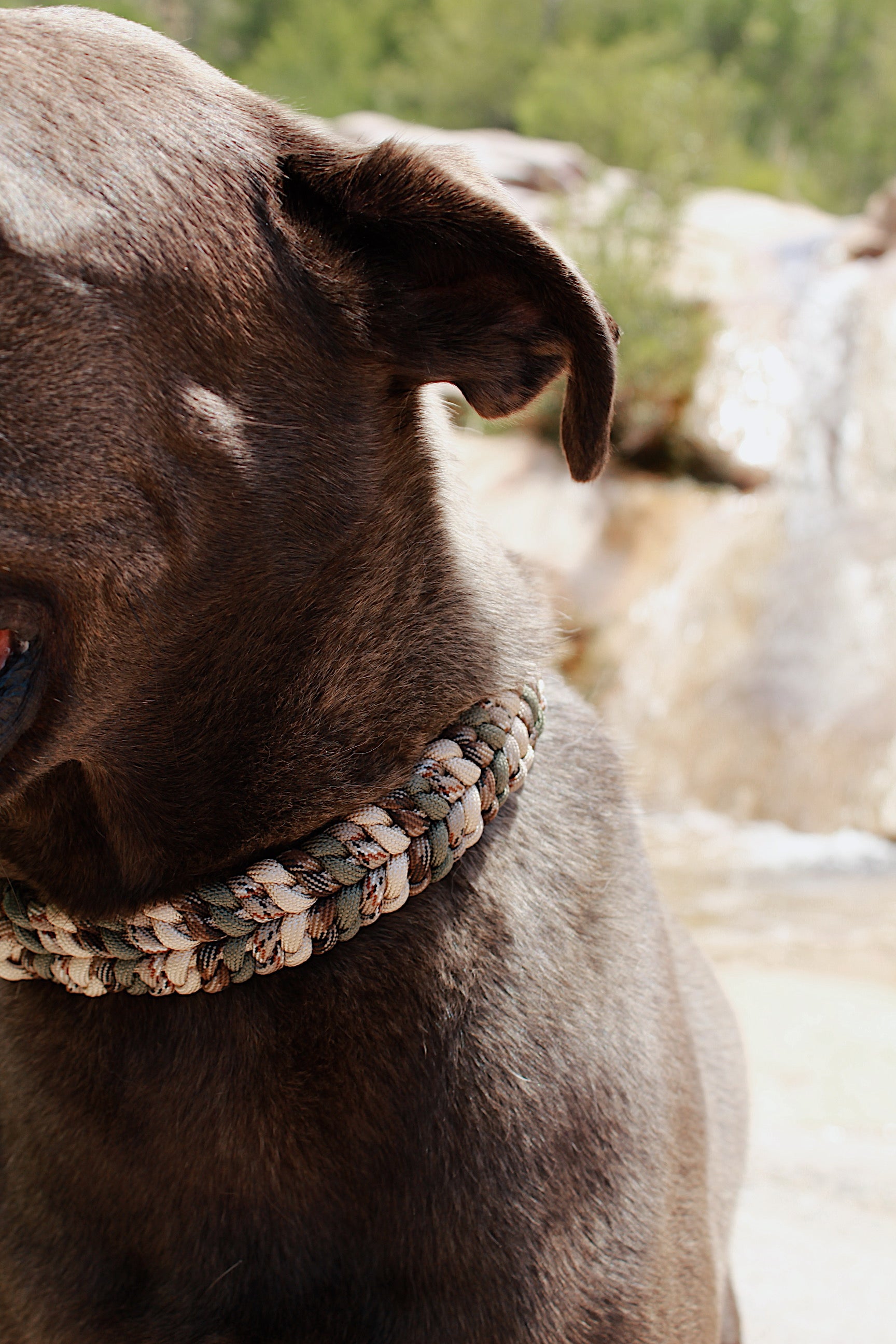 Flow Collar - Camo