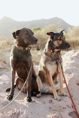 Koda + Hazel