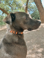 Loom Collar Biothane - Autumn